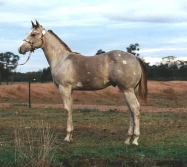 Willie Champion Stallion